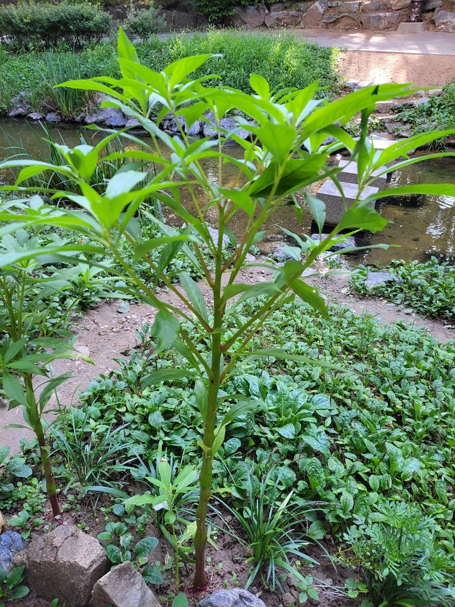 900%EF%BC%BF20250805%EF%BC%BF082753.jpg?type=w966