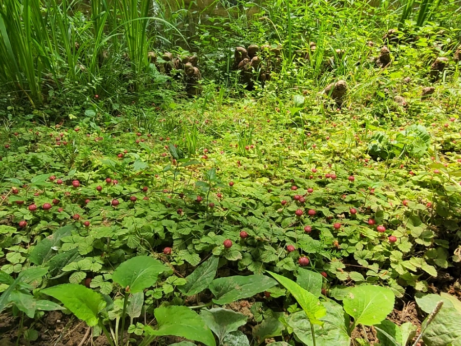 900%EF%BC%BF20250613%EF%BC%BF101222.jpg?type=w966