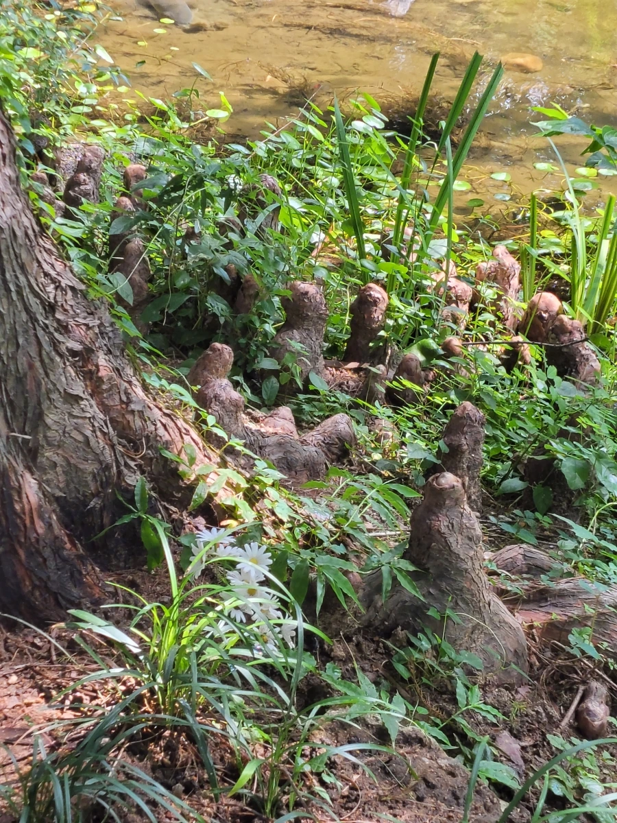 900%EF%BC%BF20250730%EF%BC%BF104144.jpg?type=w966