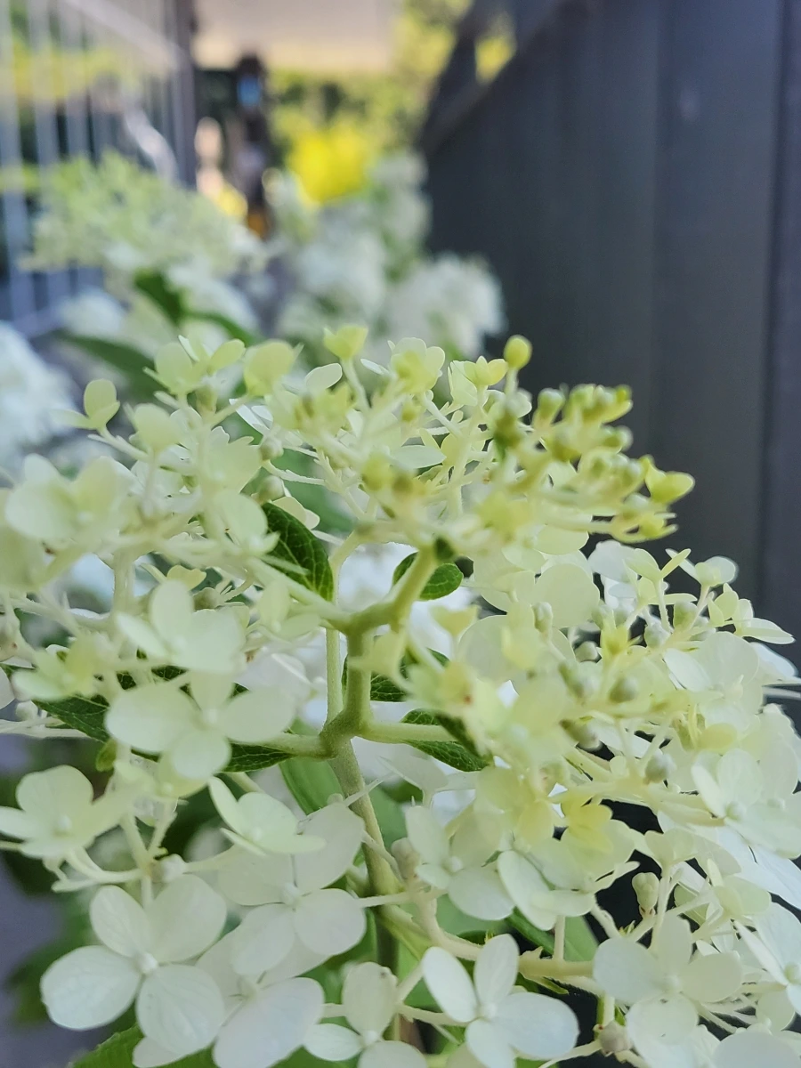 900%EF%BC%BF20250727%EF%BC%BF130959.jpg?type=w966