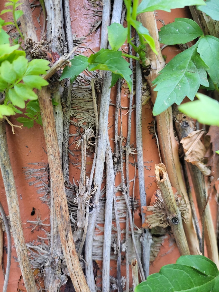 900%EF%BC%BF20250626%EF%BC%BF091903.jpg?type=w966