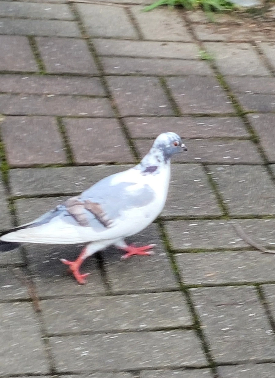 900%EF%BC%BF1755522551700.jpg?type=w1