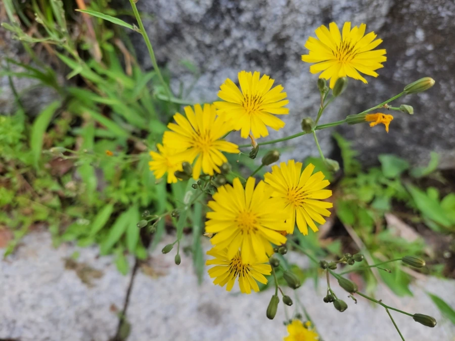 900%EF%BC%BF20250511%EF%BC%BF113142.jpg?type=w966