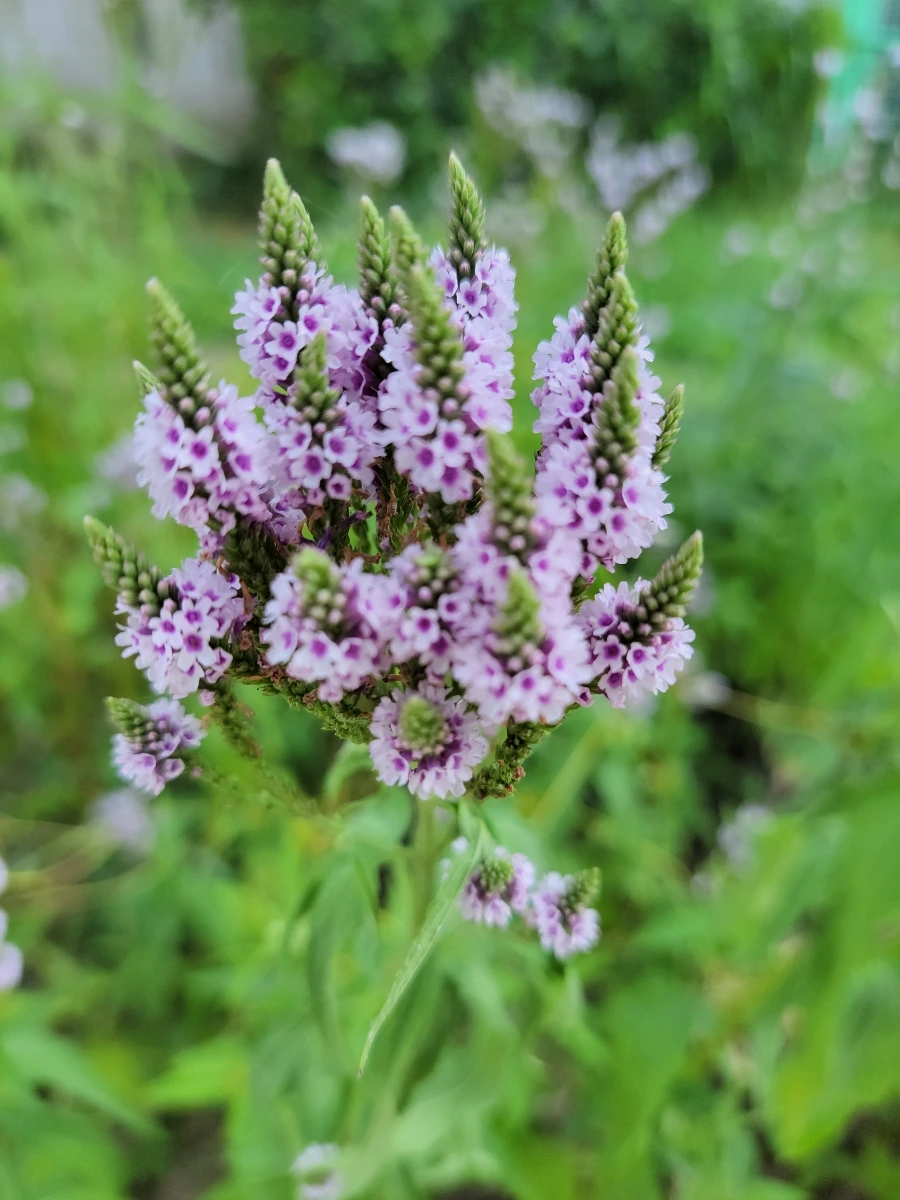 900%EF%BC%BF20250729%EF%BC%BF152602.jpg?type=w966