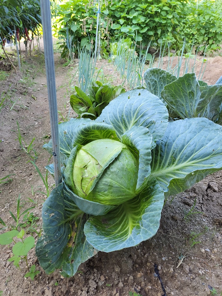 900%EF%BC%BF20250729%EF%BC%BF084112.jpg?type=w966