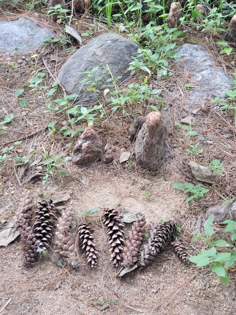 900%EF%BC%BF20250804%EF%BC%BF091444.jpg?type=w966