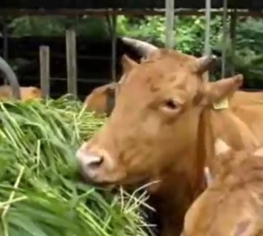 1742331169537.jpg?type=w966