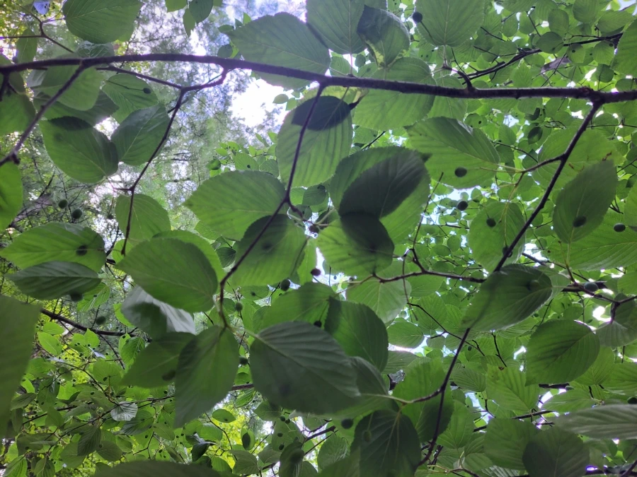 900%EF%BC%BF20250722%EF%BC%BF093110.jpg?type=w966