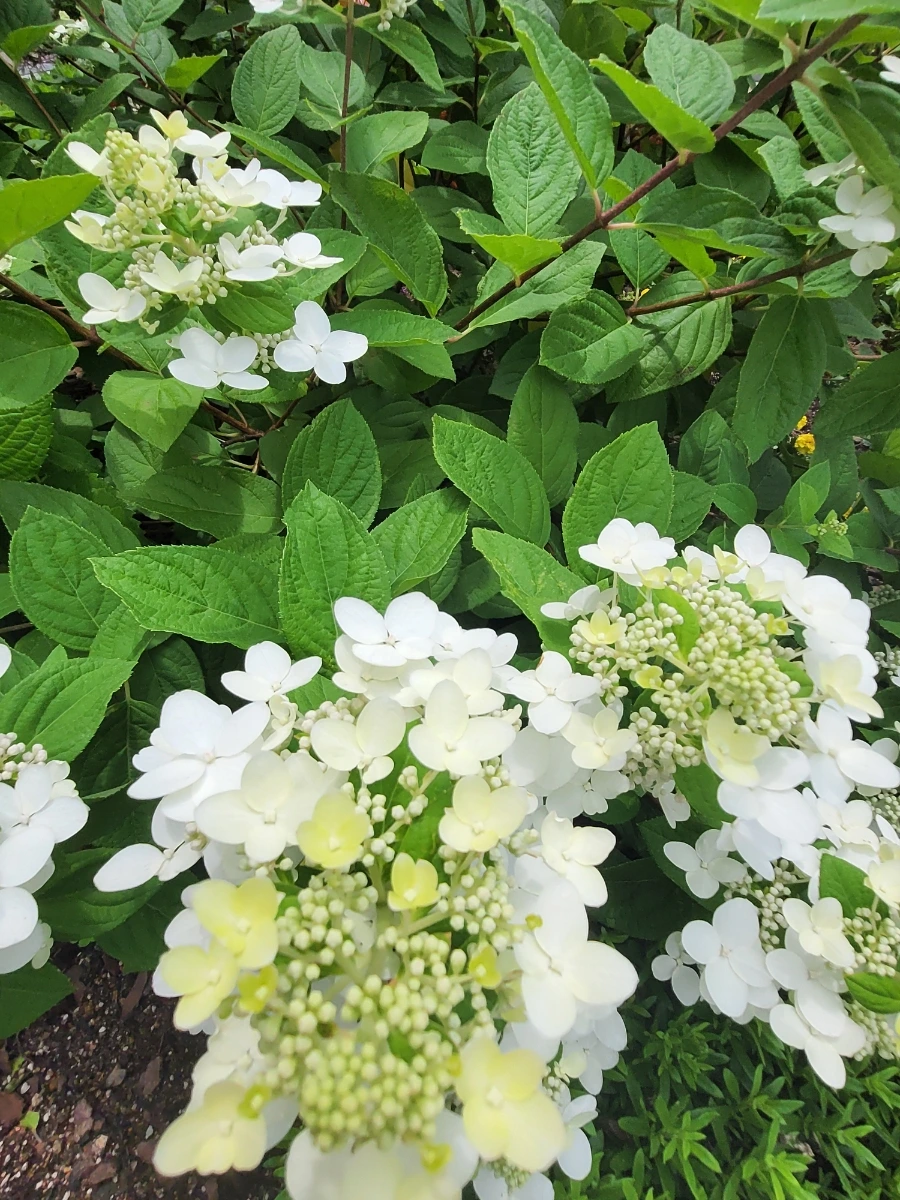 900%EF%BC%BF20250627%EF%BC%BF134706.jpg?type=w966