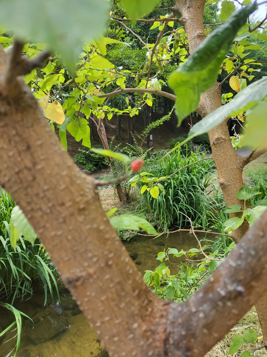 900%EF%BC%BF20250613%EF%BC%BF102541.jpg?type=w966