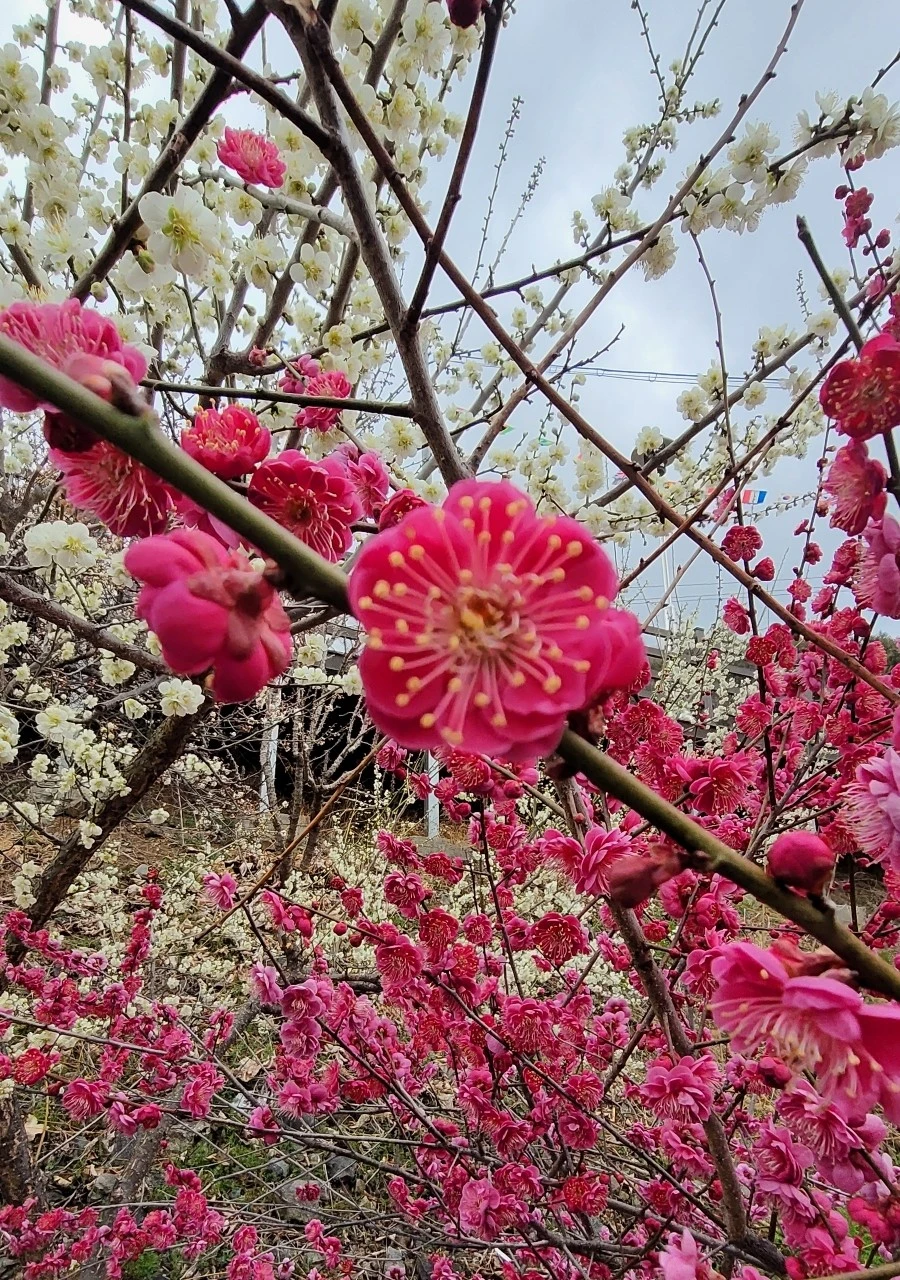 1742080745719.jpg?type=w966