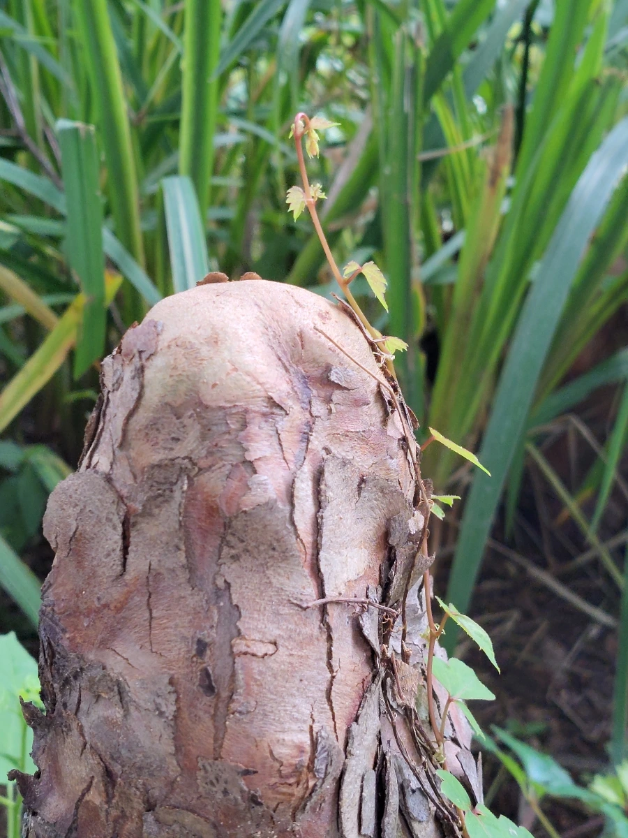 900%EF%BC%BF20250722%EF%BC%BF085116.jpg?type=w966