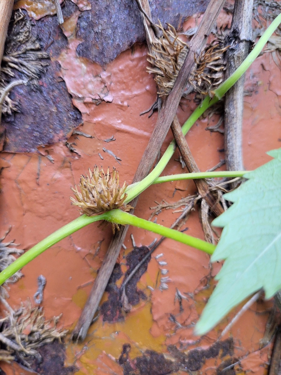 900%EF%BC%BF20250626%EF%BC%BF091915.jpg?type=w966