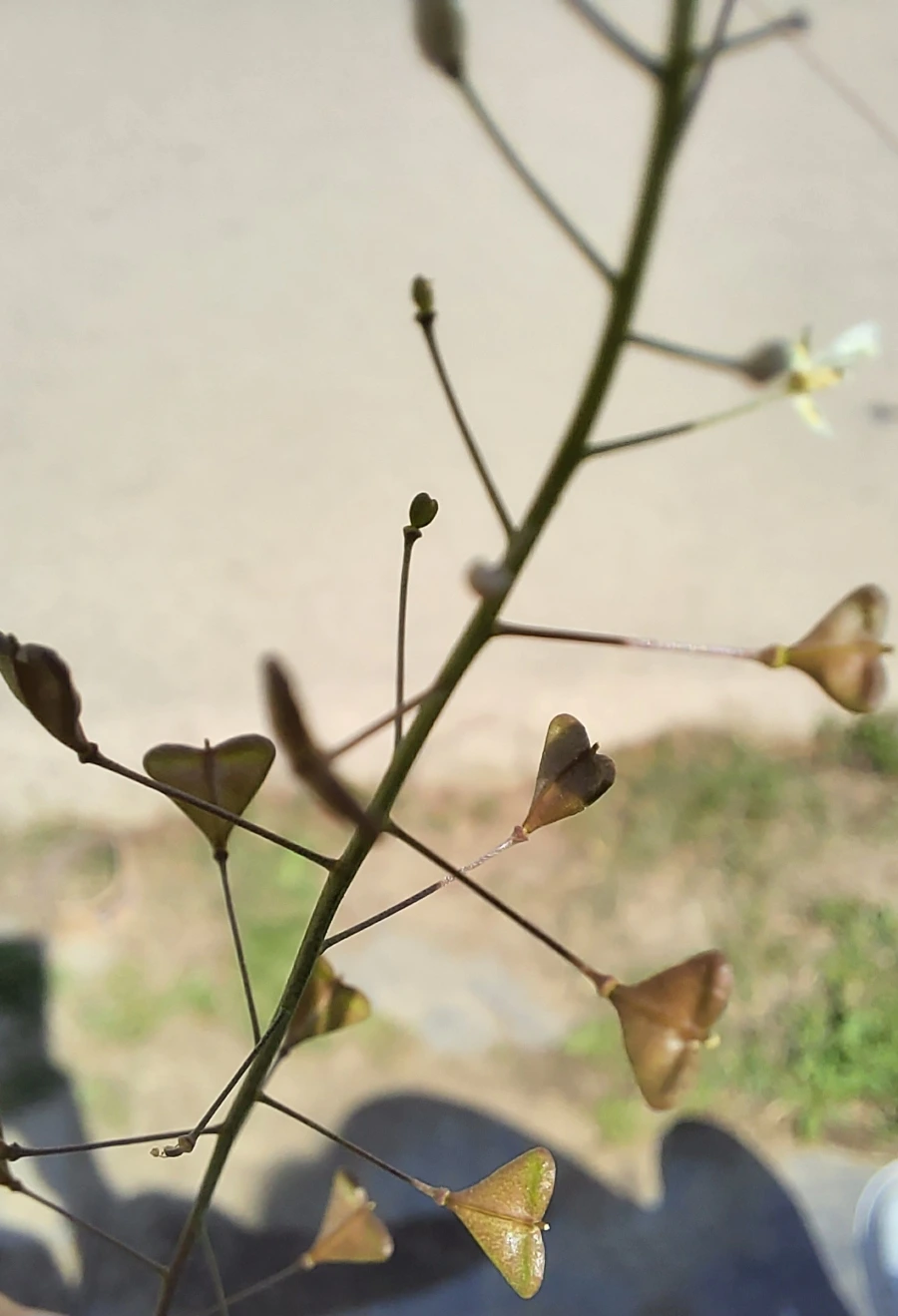 900%EF%BC%BF20250426%EF%BC%BF144217.jpg?type=w966