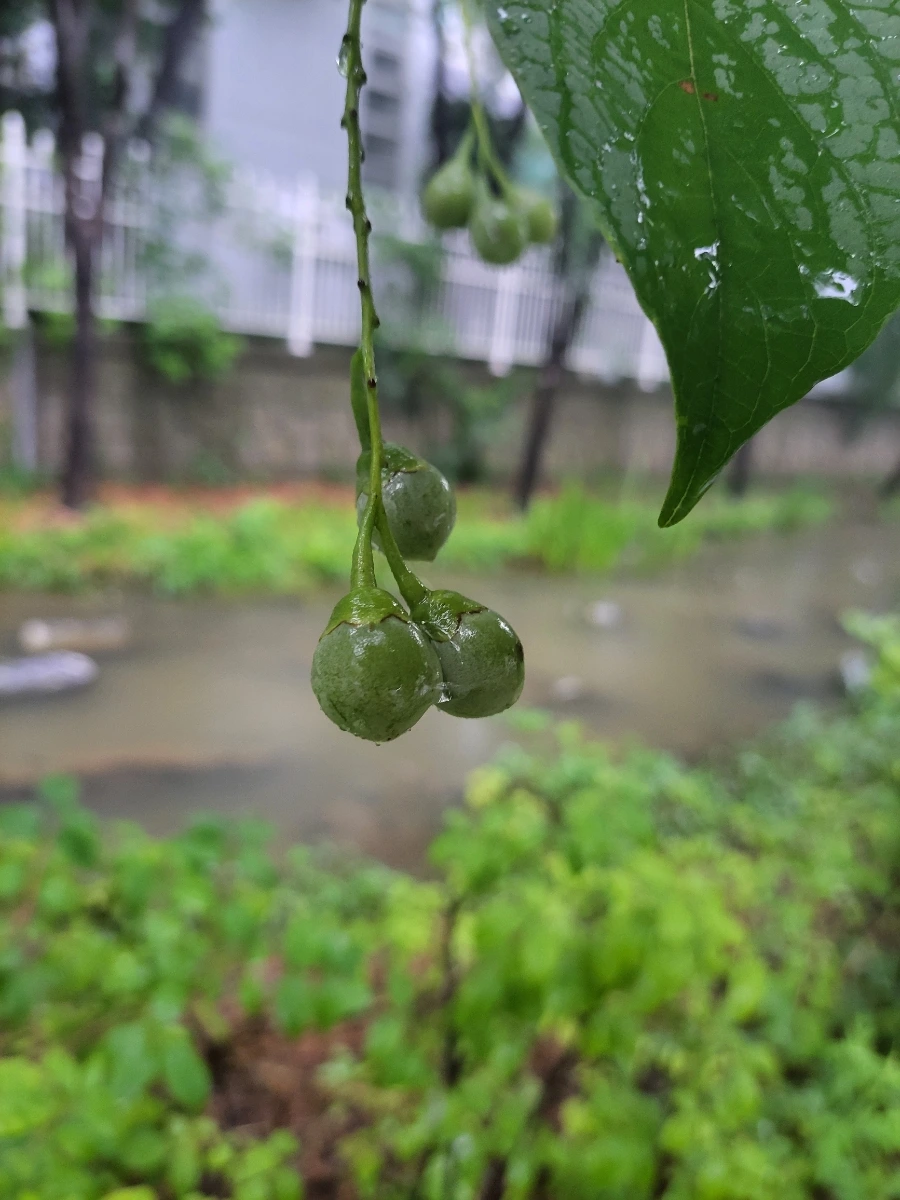 900%EF%BC%BF20250719%EF%BC%BF080633.jpg?type=w966