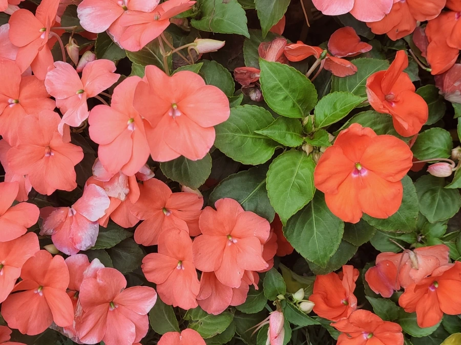 900%EF%BC%BF20250629%EF%BC%BF141507.jpg?type=w966