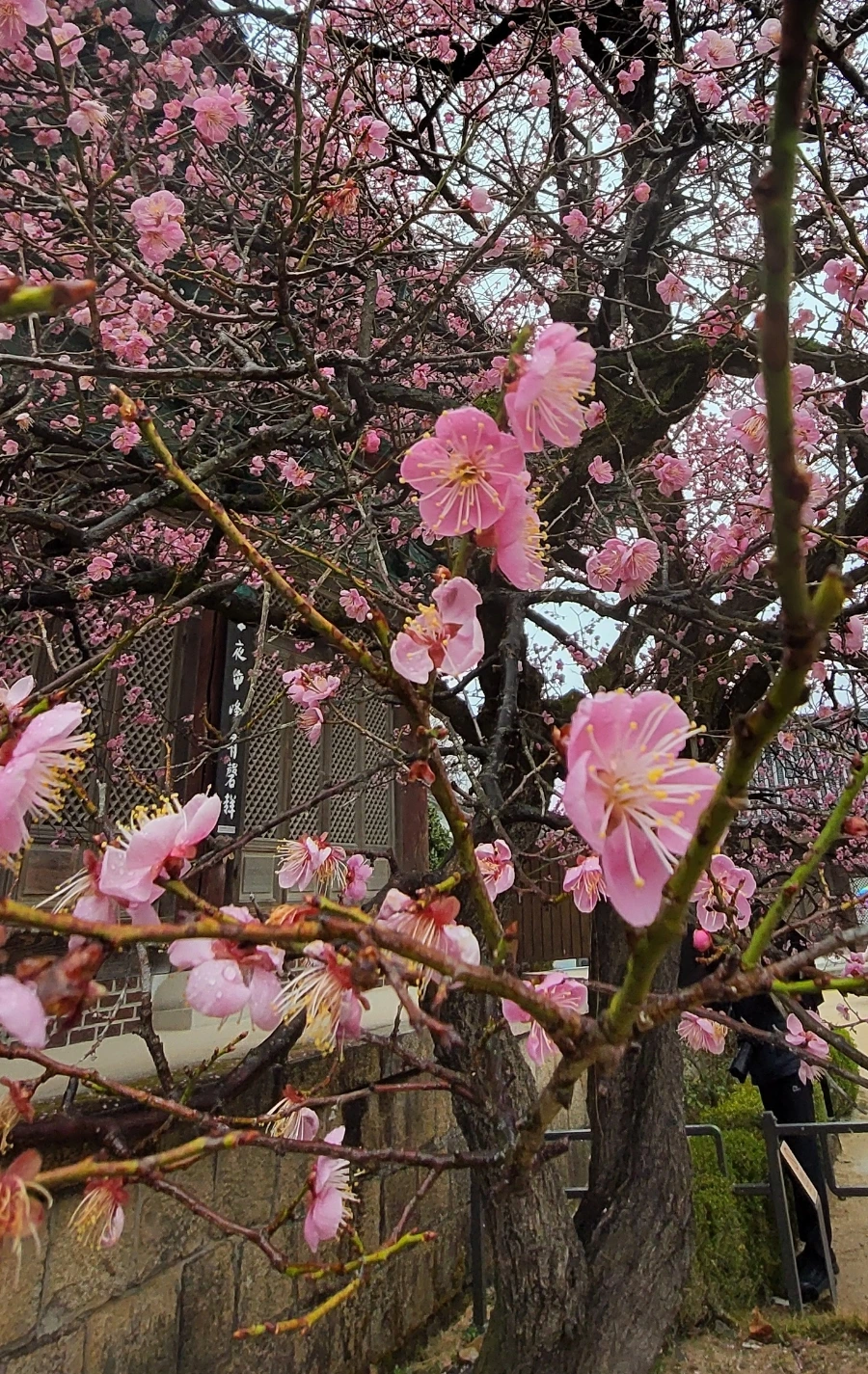 900%EF%BC%BF1742079474086.jpg?type=w966