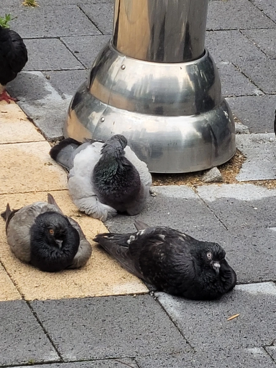 900%EF%BC%BF20250616%EF%BC%BF124658.jpg?type=w966