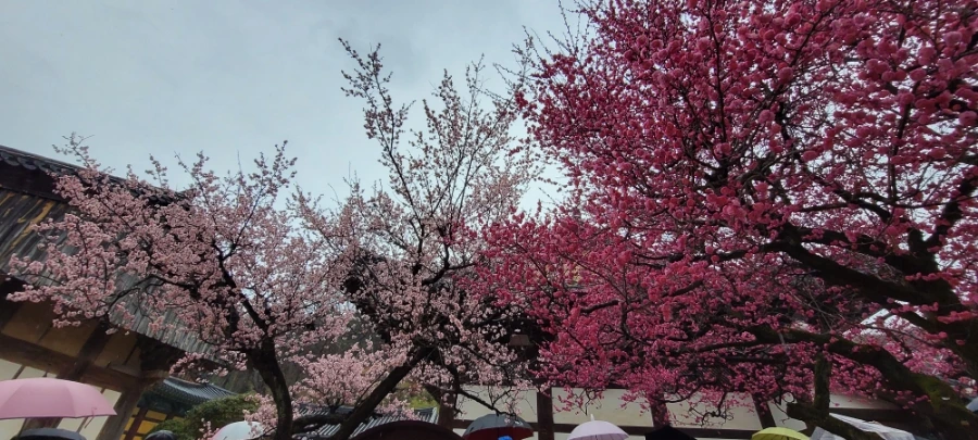 900%EF%BC%BF20250315%EF%BC%BF121151.jpg?type=w966