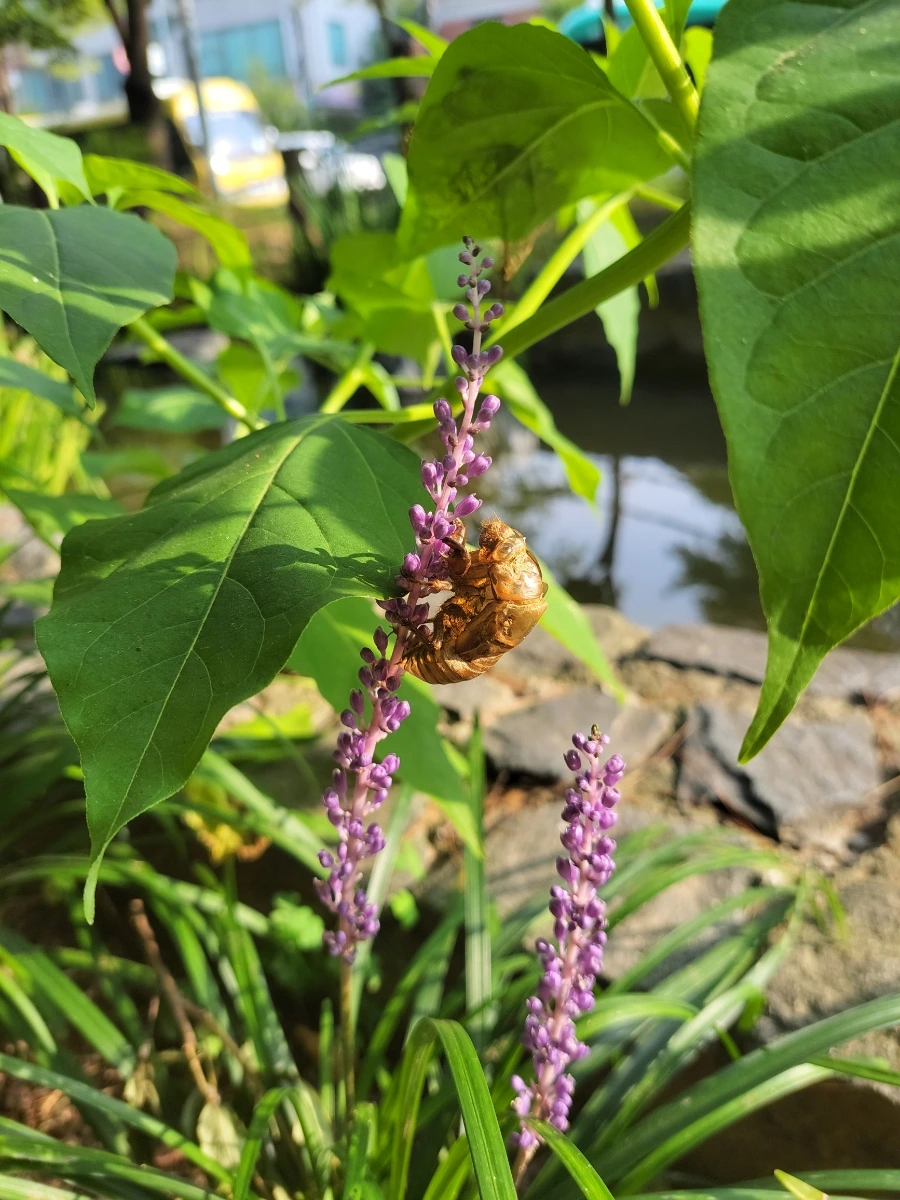 900%EF%BC%BF20250801%EF%BC%BF074231.jpg?type=w966