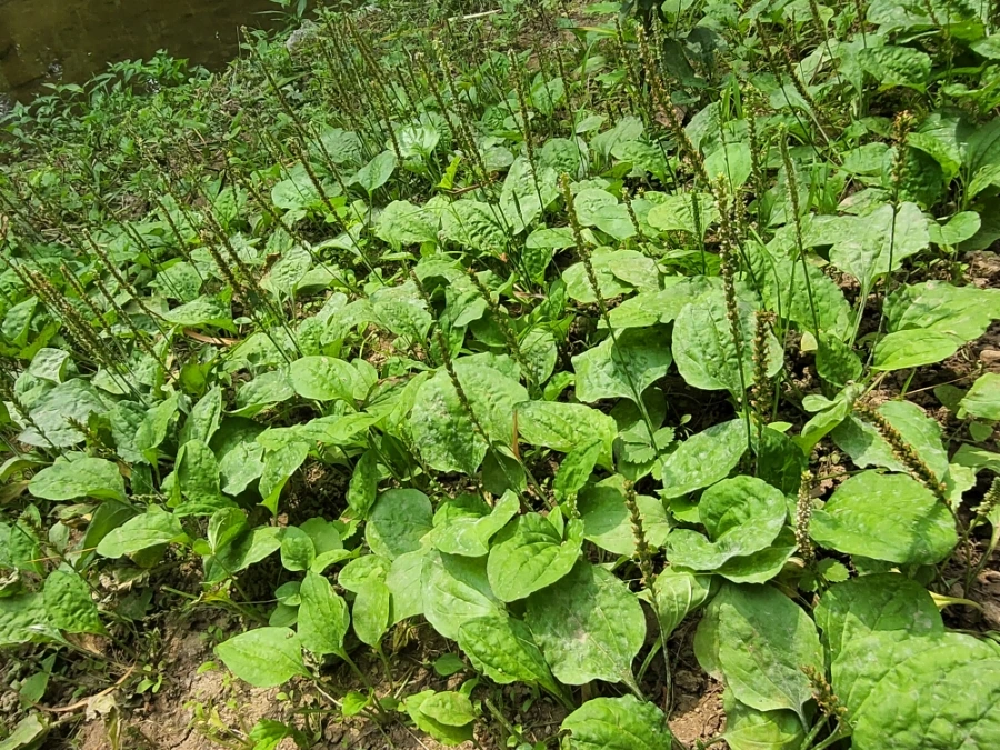 900%EF%BC%BF20250613%EF%BC%BF101300.jpg?type=w966