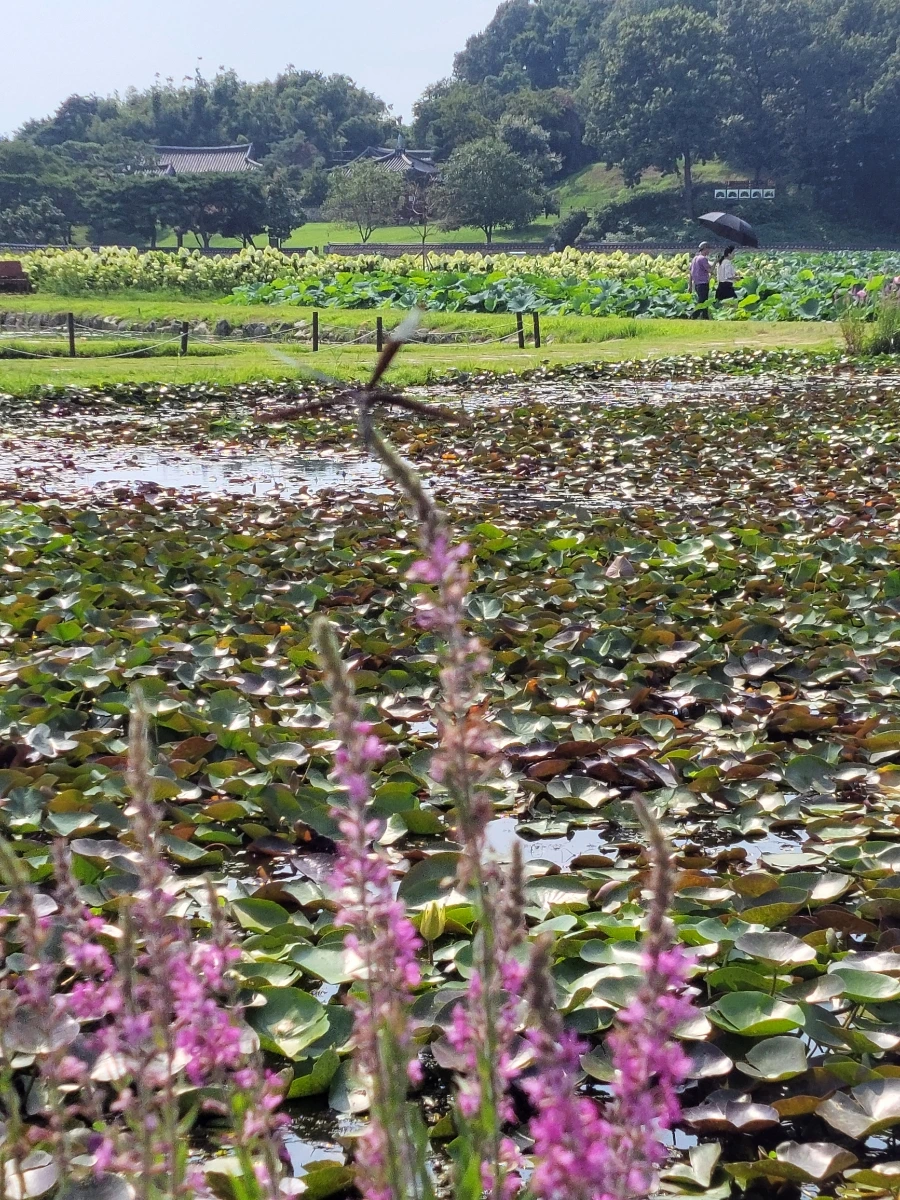 900%EF%BC%BF20250729%EF%BC%BF151421.jpg?type=w966