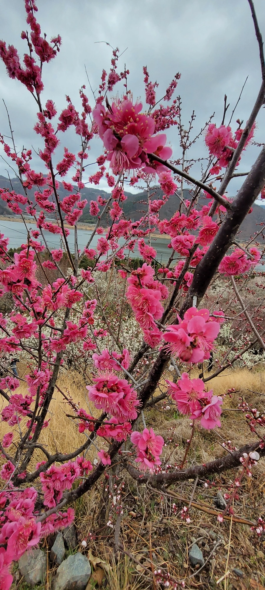 900%EF%BC%BF20250315%EF%BC%BF154757.jpg?type=w966