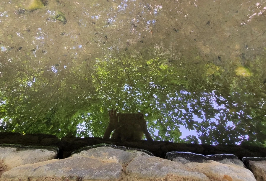 900%EF%BC%BF1749589453244.jpg?type=w966