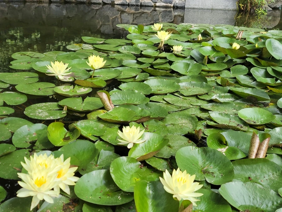 900%EF%BC%BF20250713%EF%BC%BF090722.jpg?type=w966