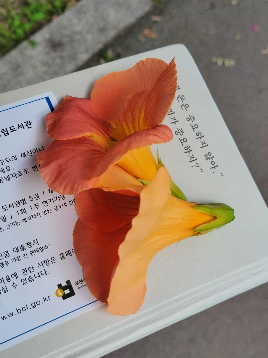 900%EF%BC%BF20250701%EF%BC%BF143431.jpg?type=w966