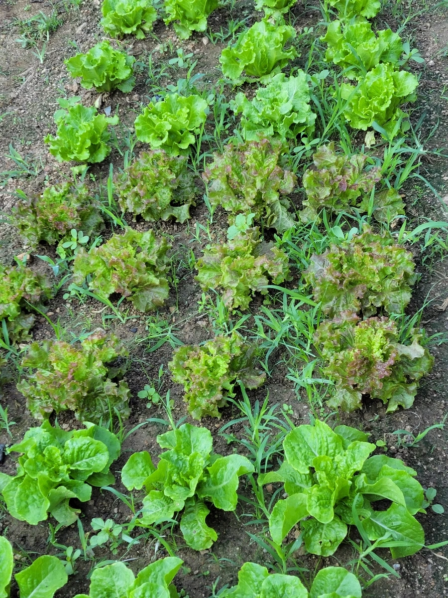 900%EF%BC%BF20250729%EF%BC%BF083947.jpg?type=w966