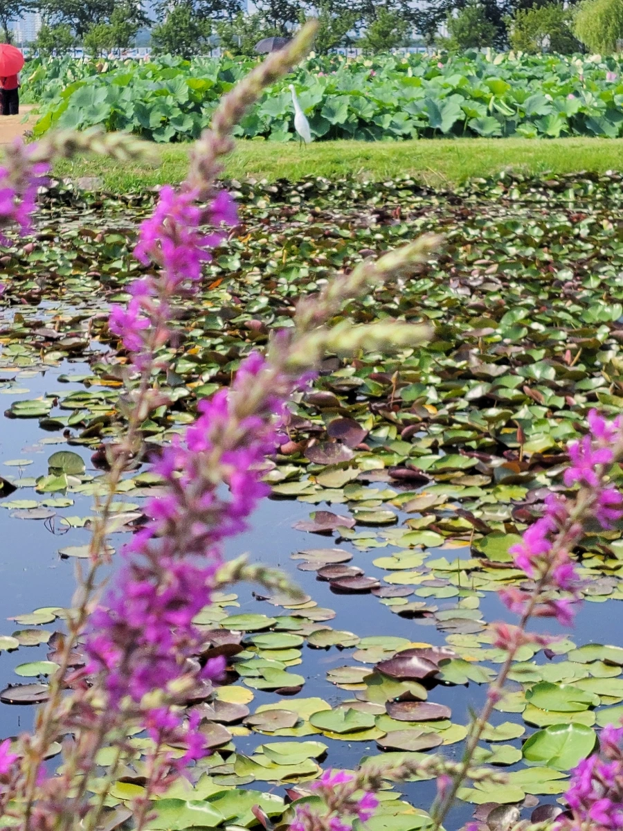 900%EF%BC%BF20250729%EF%BC%BF151640.jpg?type=w966