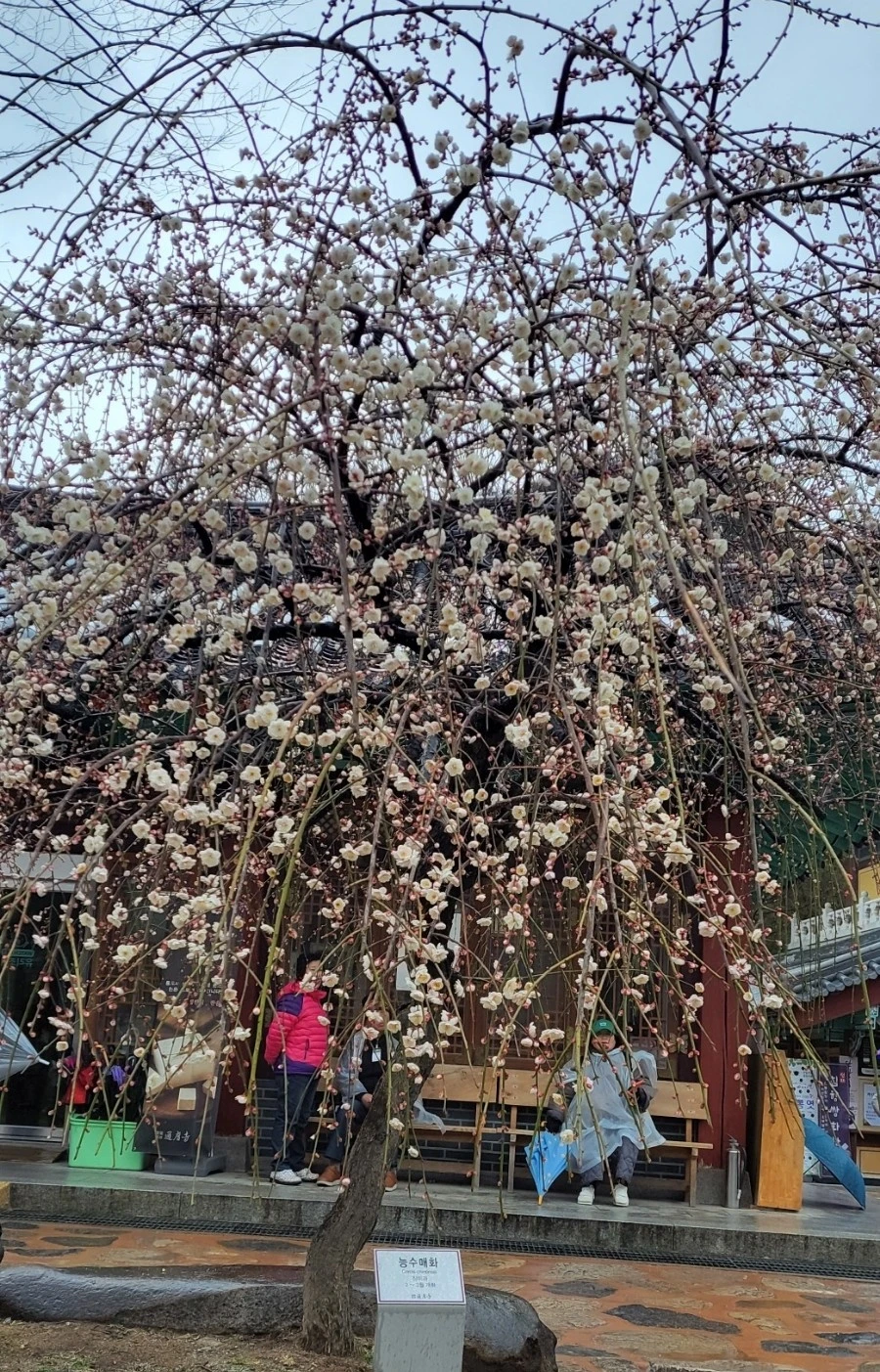 1742080296670.jpg?type=w966