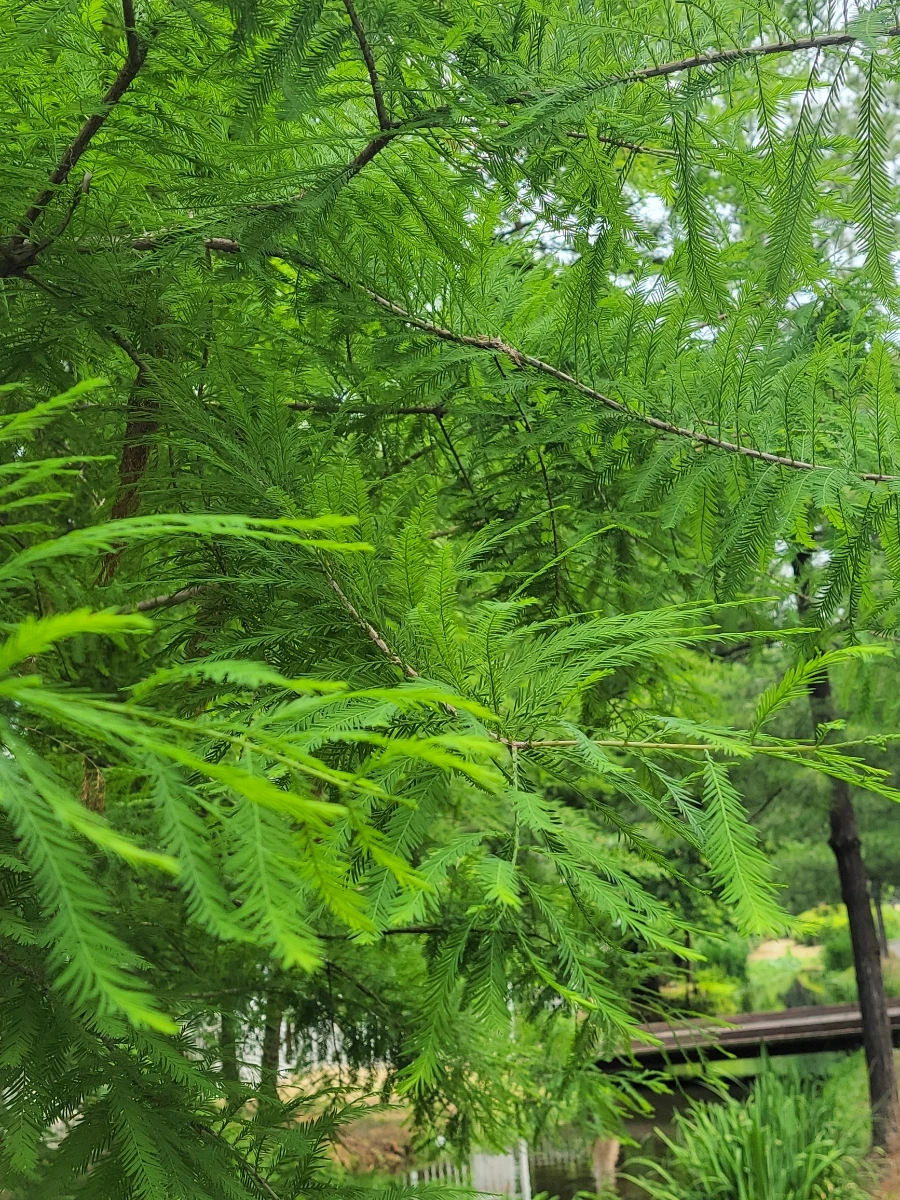 900%EF%BC%BF20250613%EF%BC%BF095802.jpg?type=w966