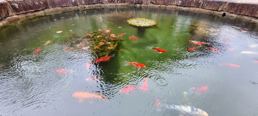 900%EF%BC%BF20250315%EF%BC%BF121547.jpg?type=w966