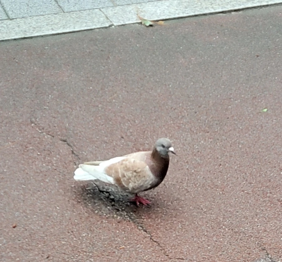 900%EF%BC%BF1752795571964.jpg?type=w966