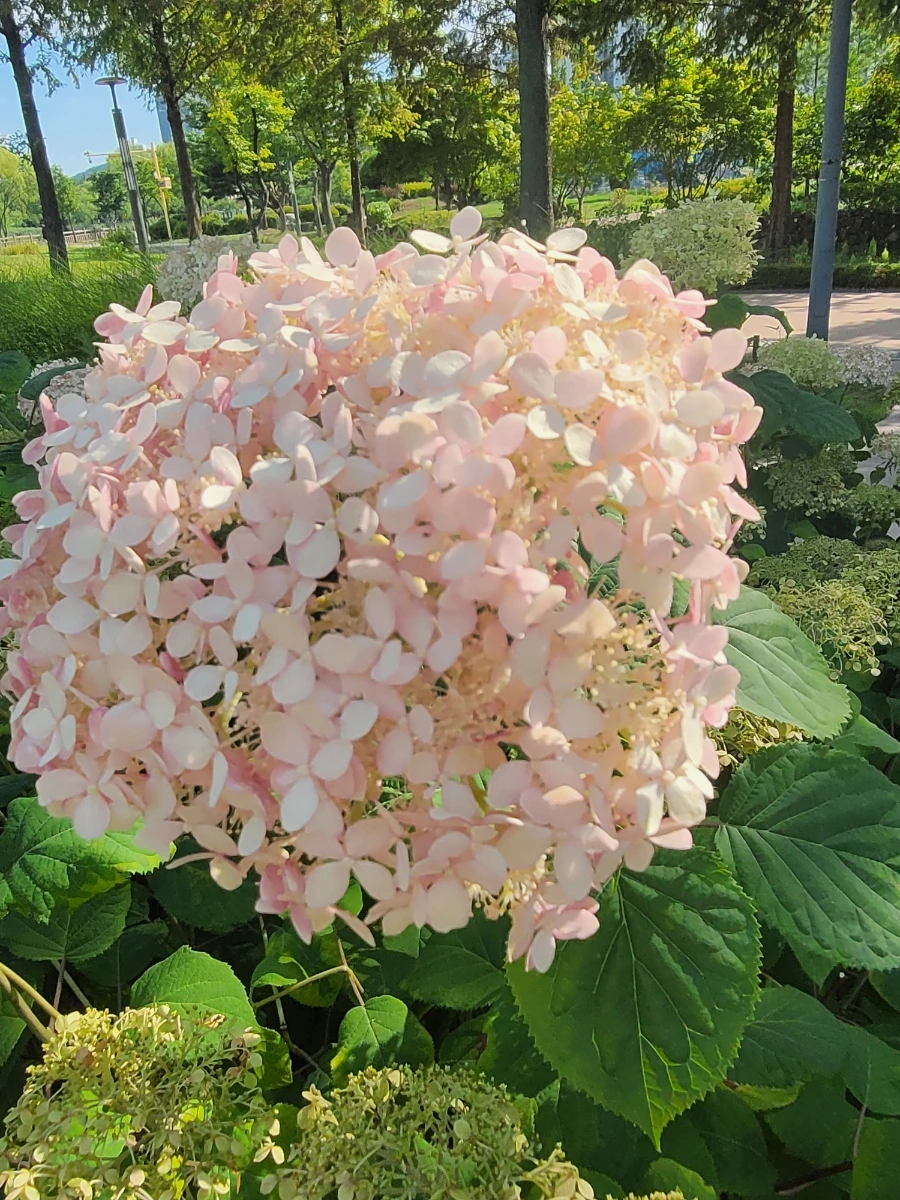 900%EF%BC%BF20250712%EF%BC%BF163754.jpg?type=w966