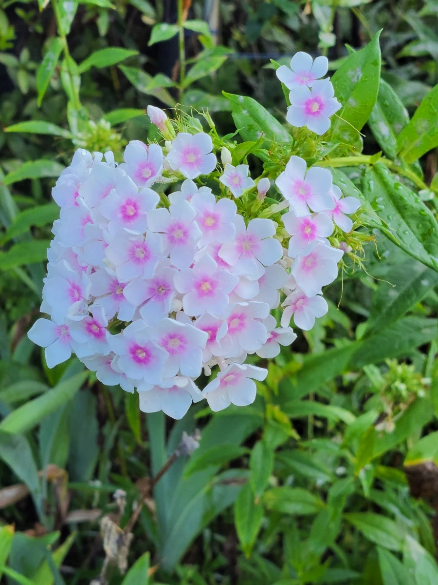 900%EF%BC%BF20250729%EF%BC%BF084656.jpg?type=w966