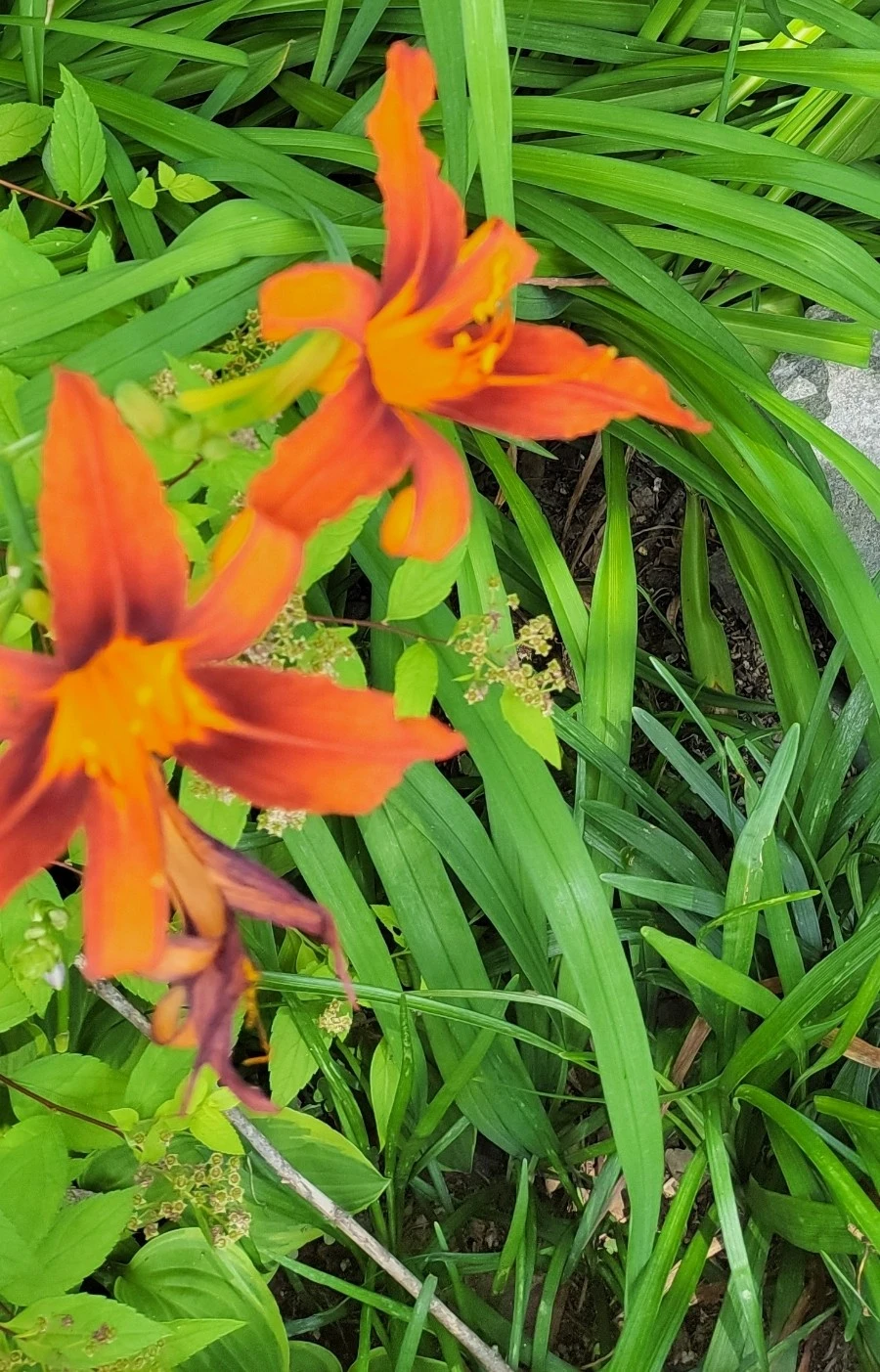 1751412093571.jpg?type=w966