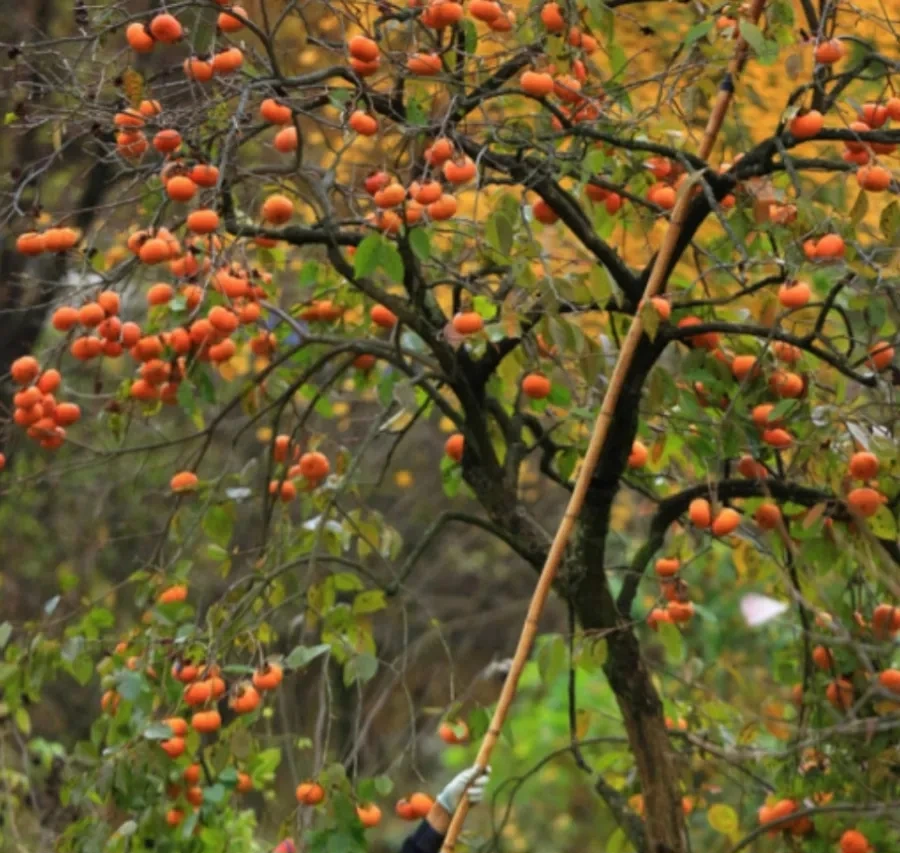 900%EF%BC%BFScreenshot%EF%BC%BF20250220%EF%BC%BF114532%EF%BC%BFNAVER.jpg?type=w966