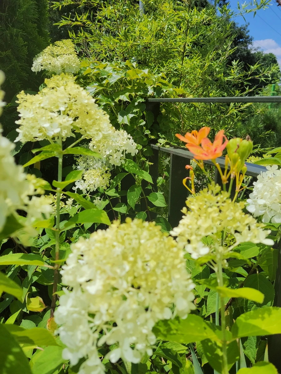 900%EF%BC%BF20250727%EF%BC%BF131330.jpg?type=w966