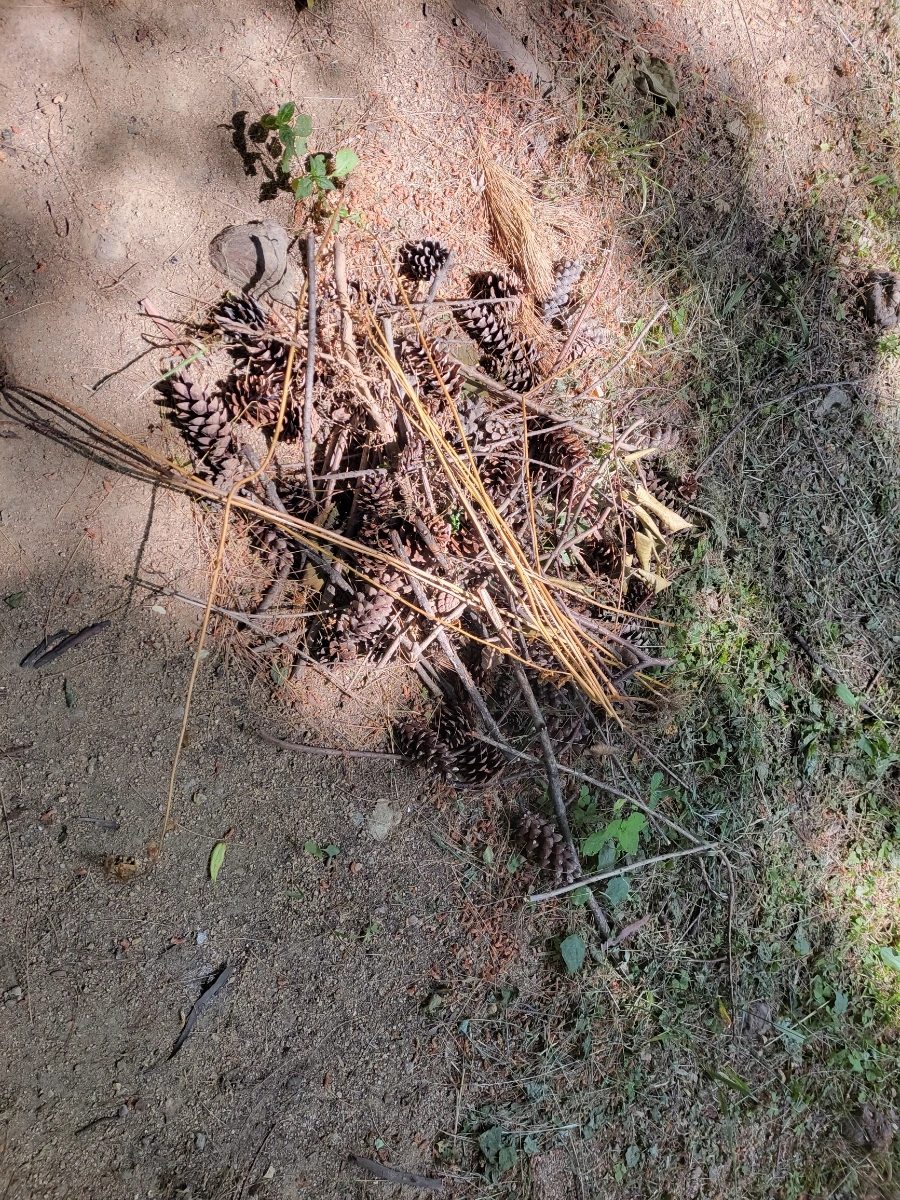 900%EF%BC%BF20250615%EF%BC%BF094845.jpg?type=w966