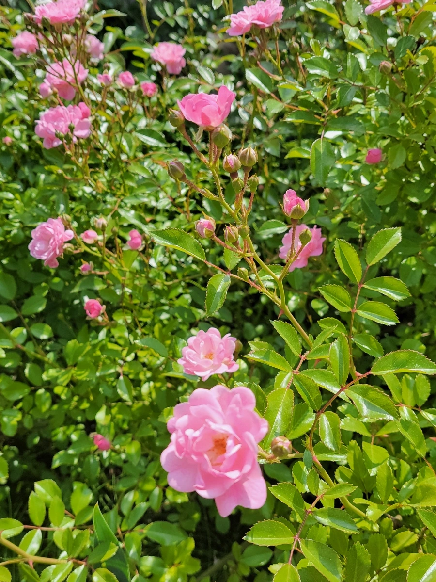 900%EF%BC%BF20250603%EF%BC%BF151050.jpg?type=w966