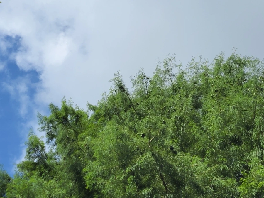 900%EF%BC%BF20250722%EF%BC%BF093442.jpg?type=w966