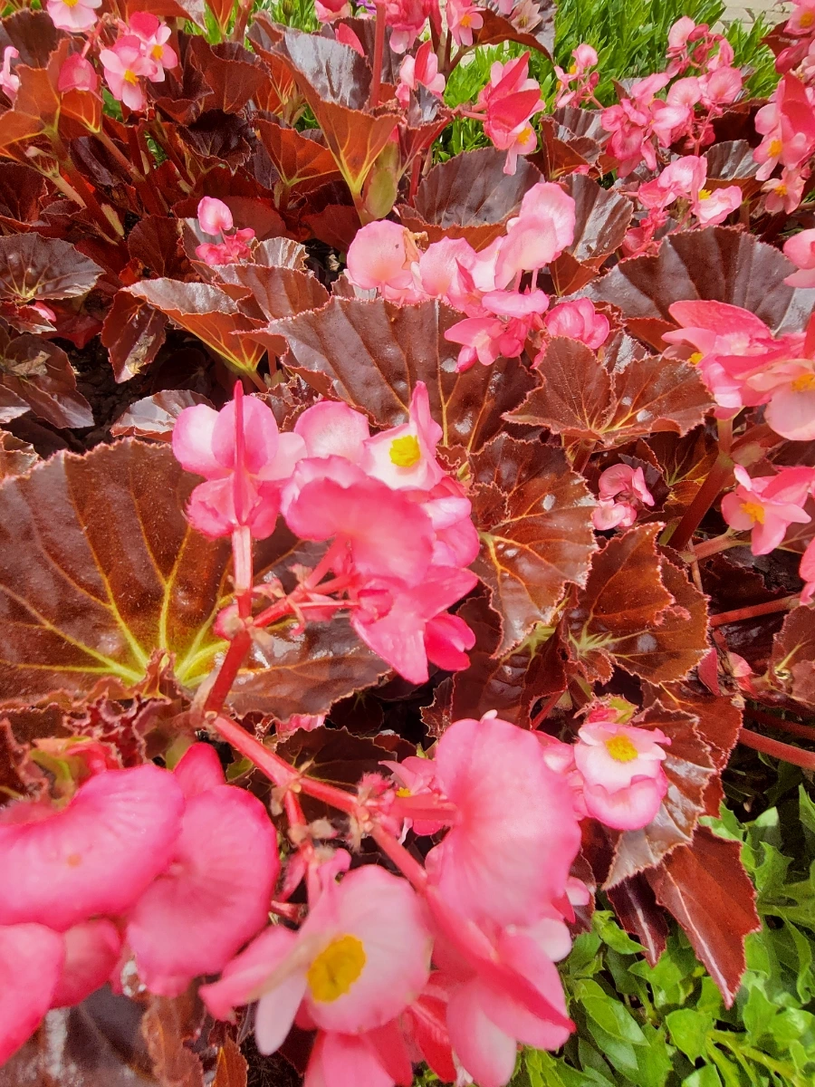 900%EF%BC%BF20250627%EF%BC%BF134648.jpg?type=w966