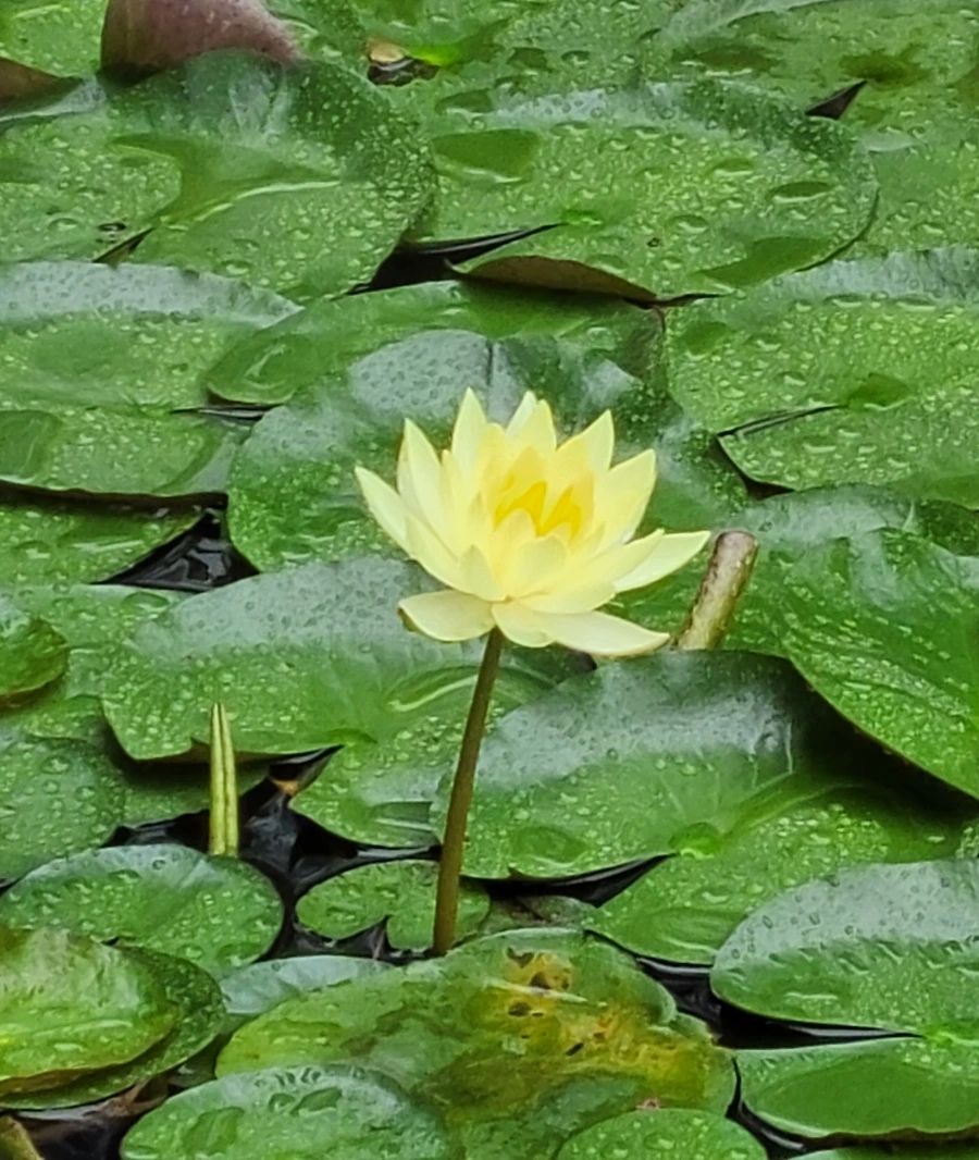 900%EF%BC%BF1752962486695.jpg?type=w966