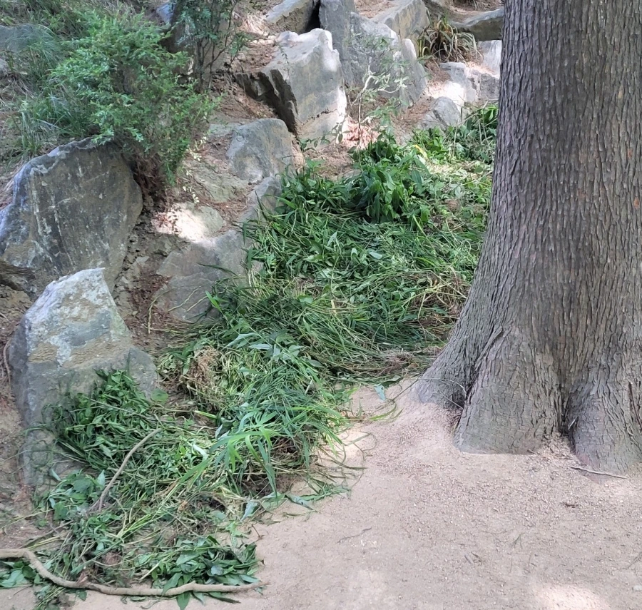 900%EF%BC%BF1750368892525.jpg?type=w966