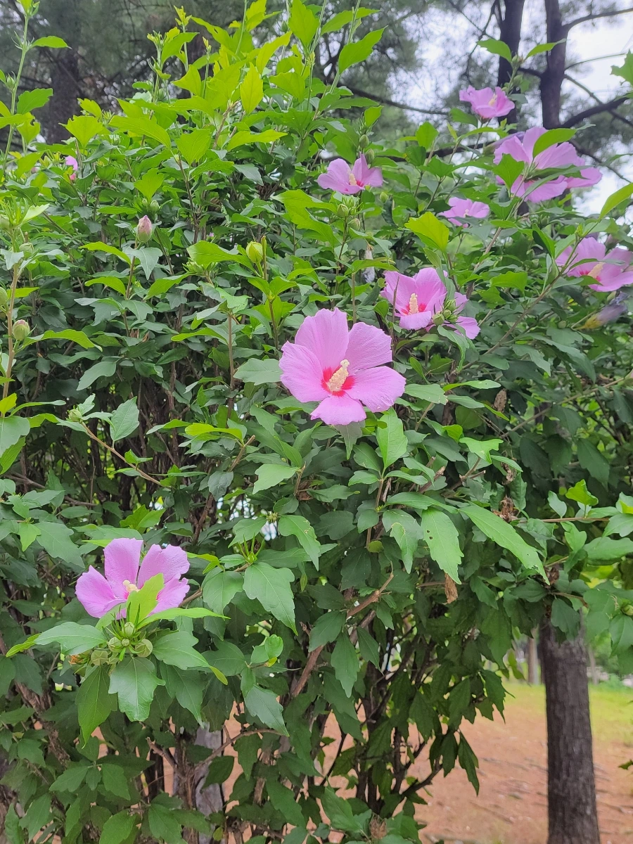 900%EF%BC%BF20250703%EF%BC%BF092441.jpg?type=w966