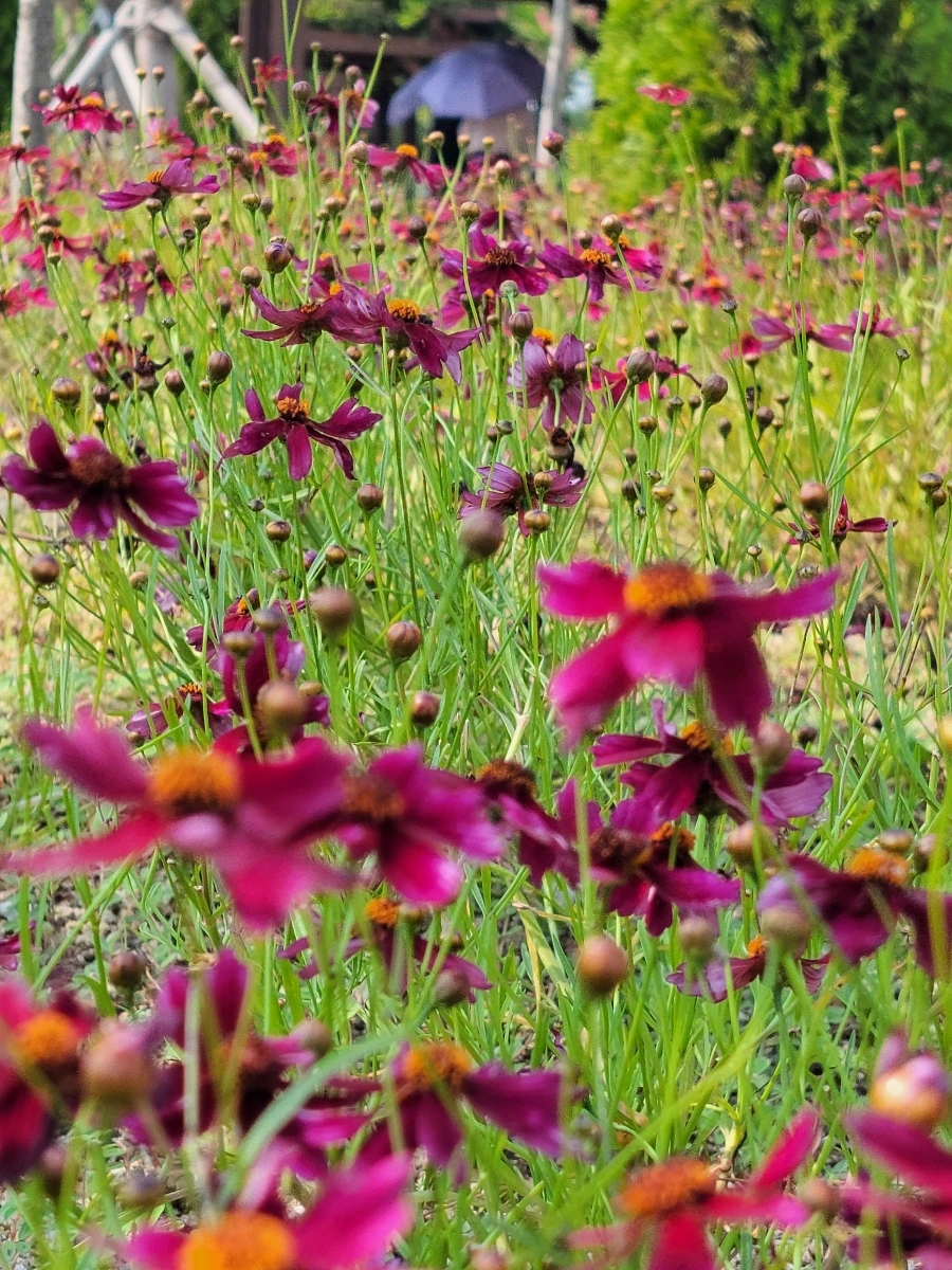 900%EF%BC%BF20250729%EF%BC%BF151324.jpg?type=w966