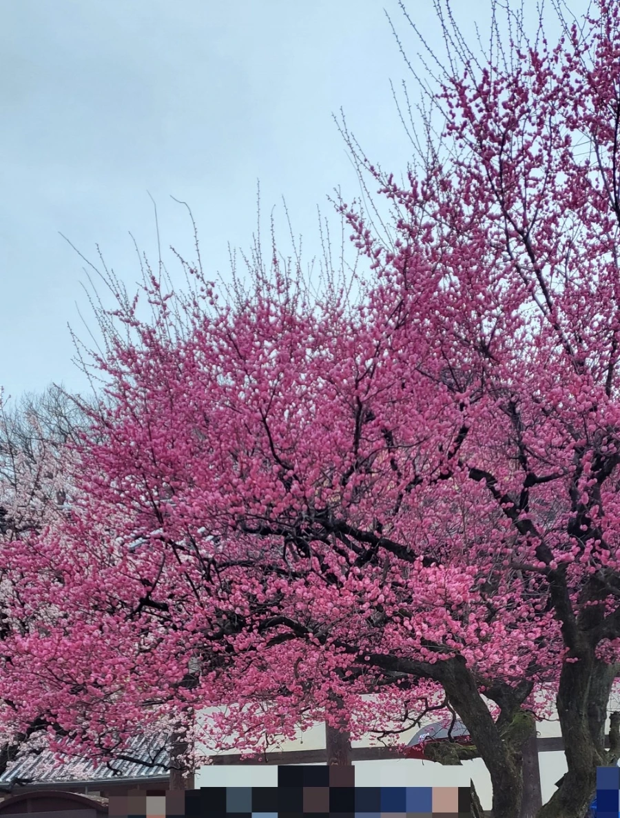 900%EF%BC%BF1742081309782.jpg?type=w966